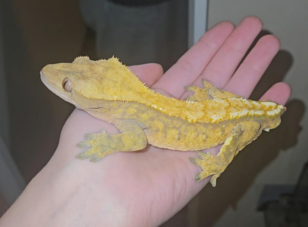 Wimpergekko man Lavender, Dieren en Toebehoren, Hagedis, Tam, 3 tot 6 jaar