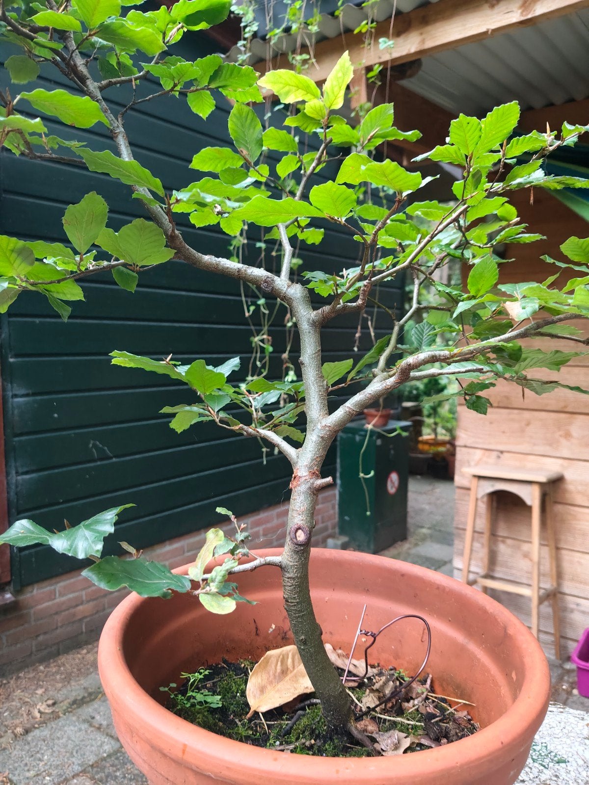 Bonsai starter Fagus (Beuk), Vaste plant, Bloeit niet, Halfschaduw, Ophalen