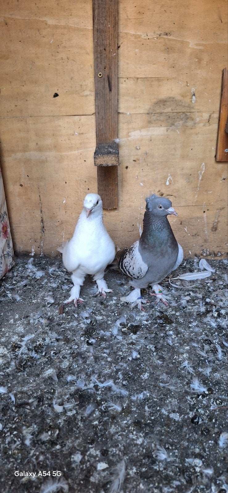 takla, Dieren en Toebehoren, Meerdere dieren