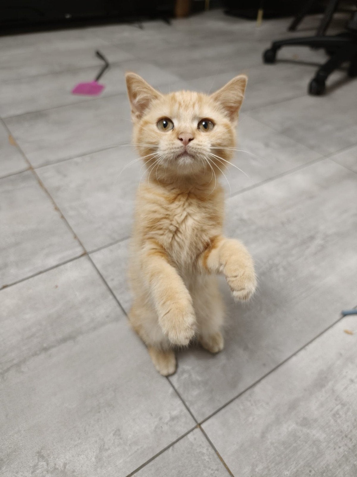 kittens