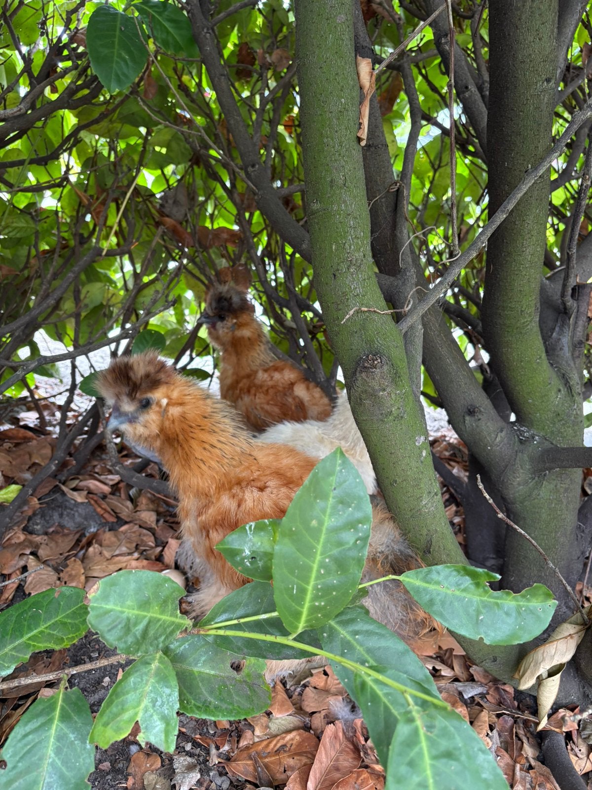 Usa zijdehoen haan + hen, Dieren en Toebehoren, Pluimvee, Kip, Meerdere dieren