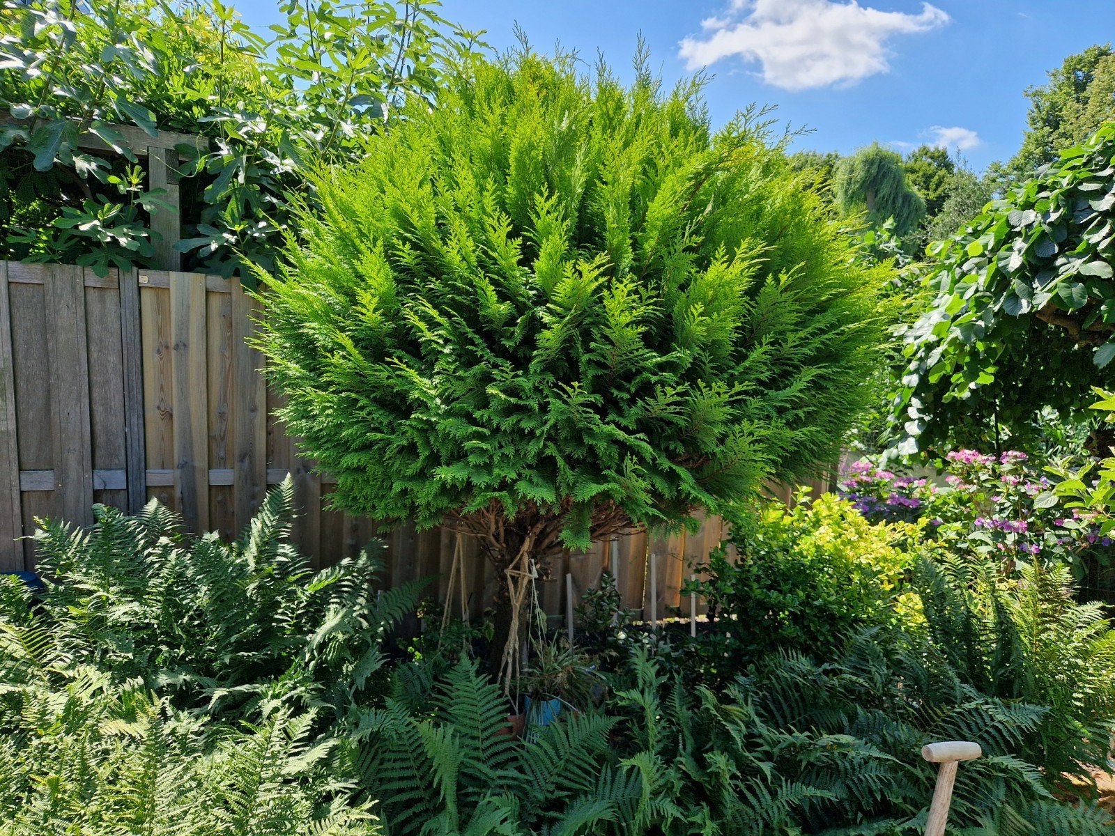 Conifeer met varens - Groene tuinplanten, Tuin en Terras, Ophalen of Verzenden, Bloeit niet, Overige soorten, Halfschaduw