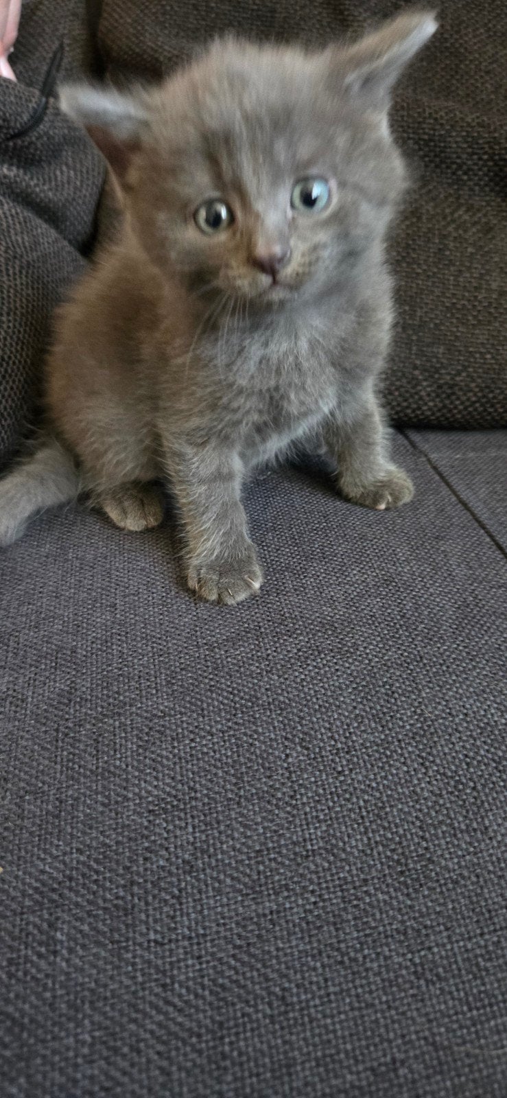 Gratis Kitten, Meerdere dieren