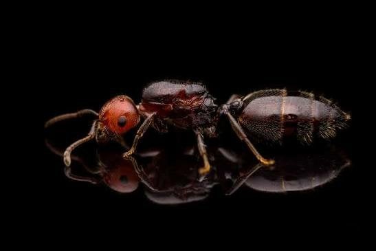Crematogaster scutellaris koninginnen, Dieren en Toebehoren, Insecten en Spinnen, Mieren