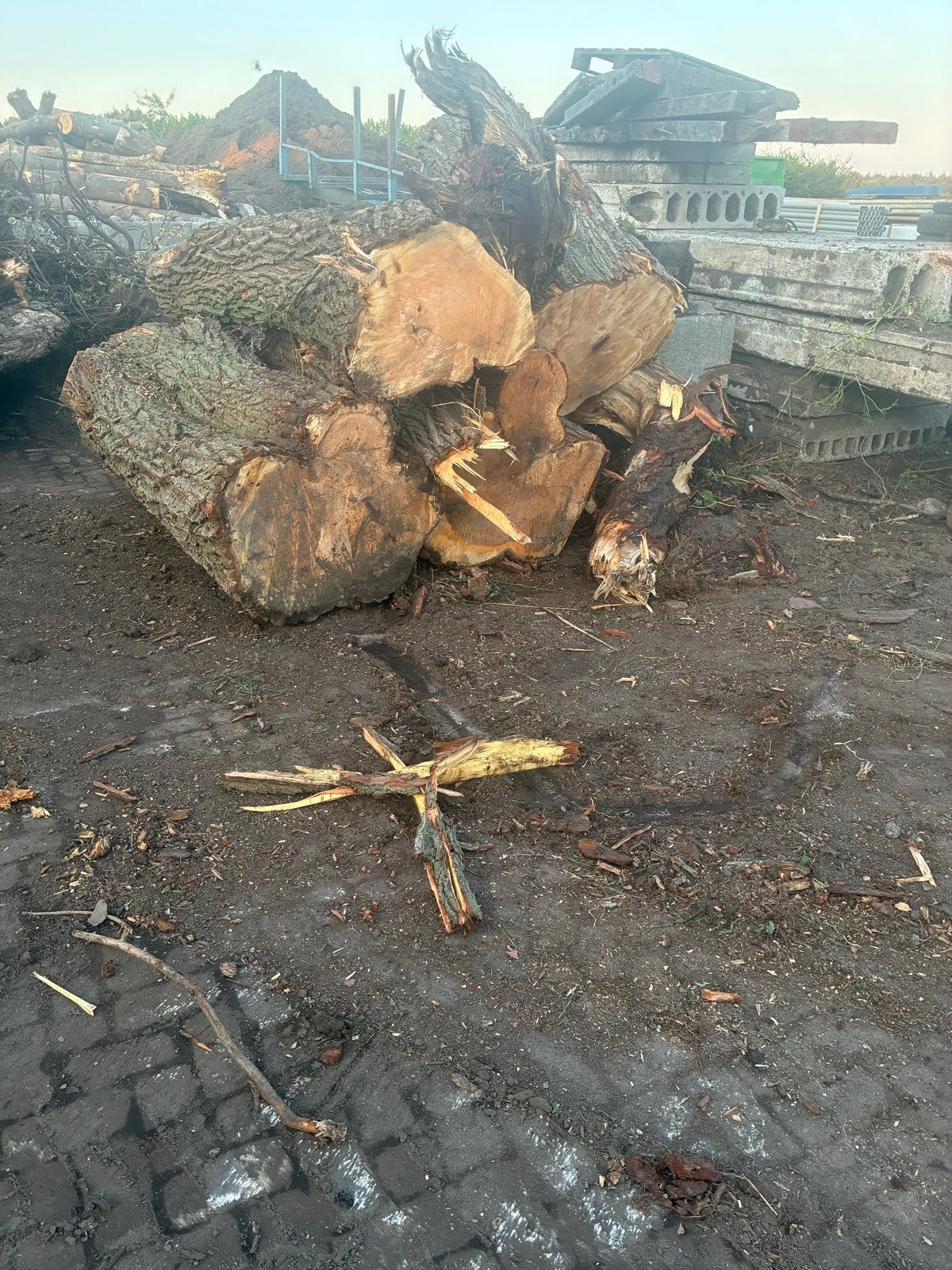 Brandhout wilg, 6 m³ of meer, Ophalen, Overige houtsoorten, Stammen