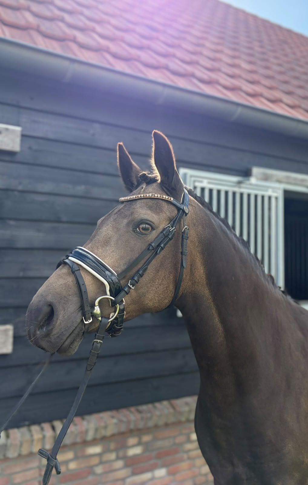 Lieve betrouwbare sportpony, Merrie, Met stamboom, Dressuurpony, L