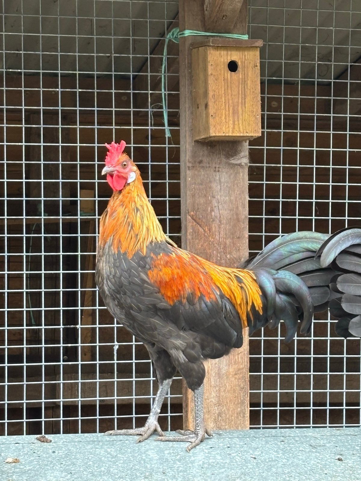 Bekerkamhoen, jonge hanen, Dieren en Toebehoren, Mannelijk, Kip