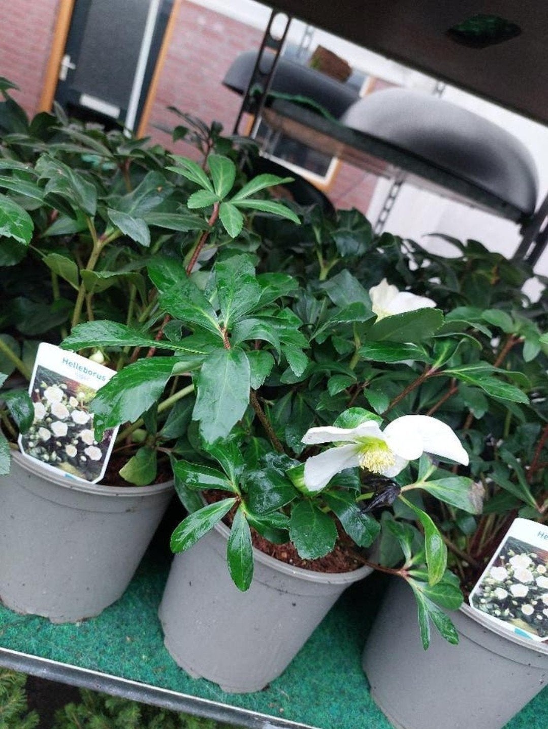 Helleborus (kerstroos), Volle zon, Vaste plant, Winter, Ophalen
