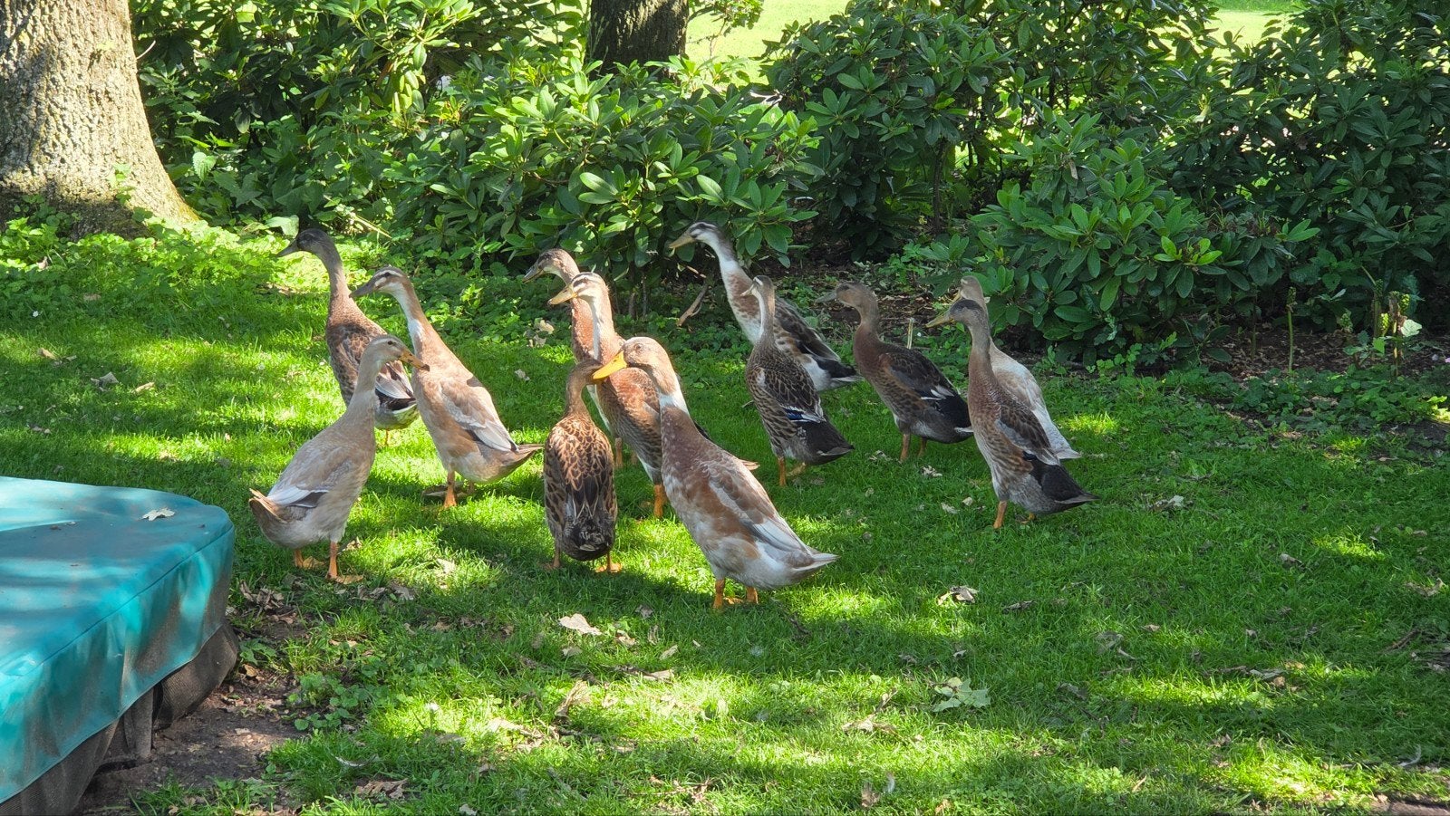 Indische loopeend/loopeenden woerden, mannen, Mannelijk, Eend