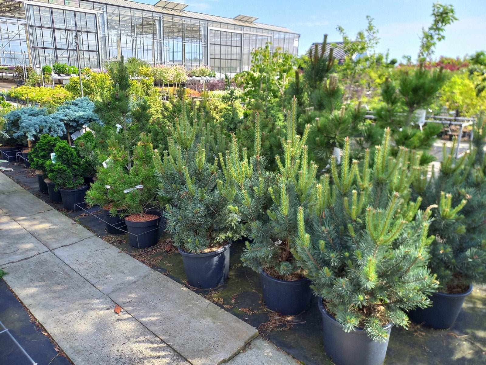 Pinus meerdere soorten, Tuin en Terras, Planten | Tuinplanten, Overige soorten, Volle zon, Ophalen