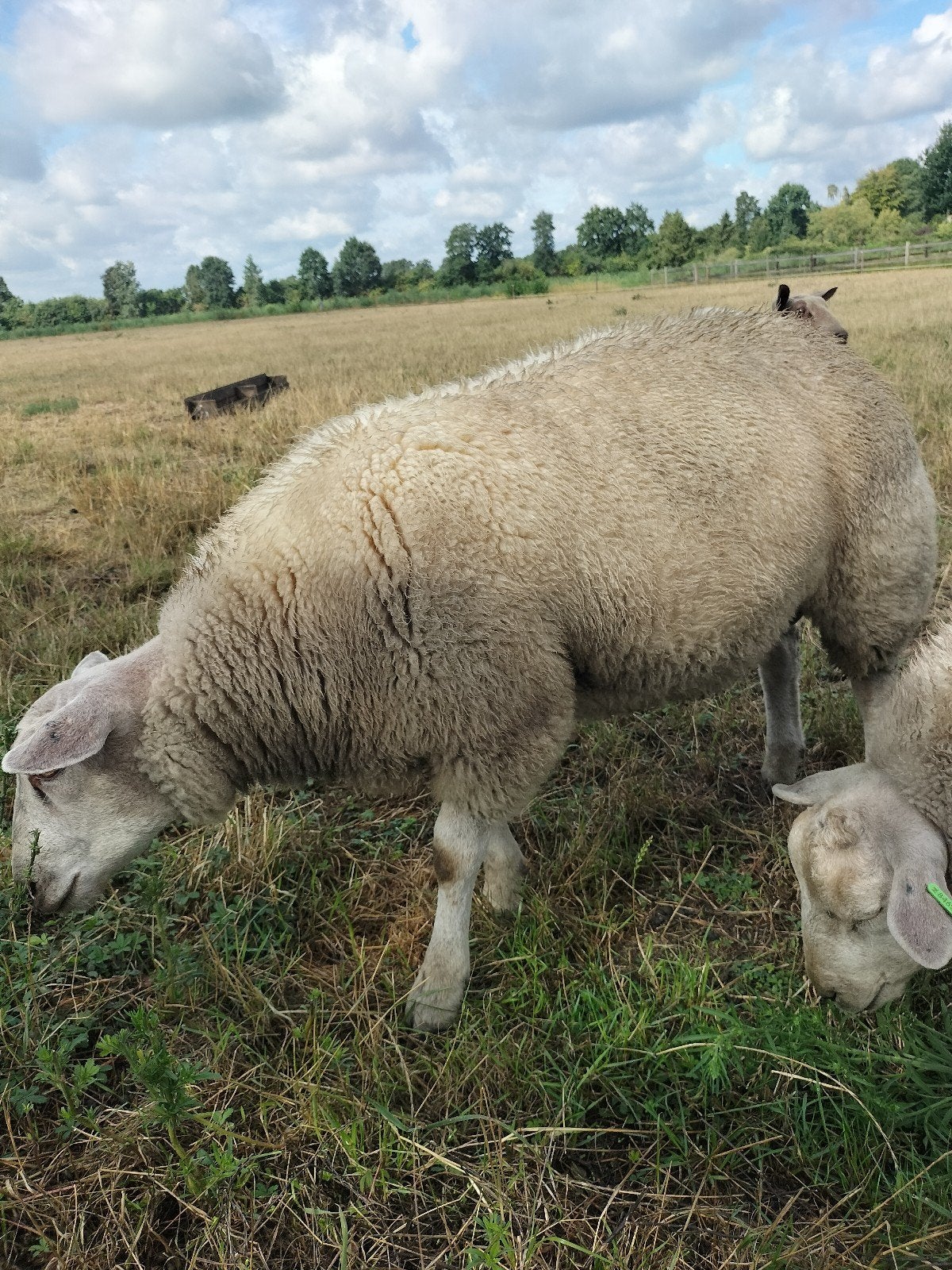schapen rammen, Dieren en Toebehoren, Mannelijk, Schaap