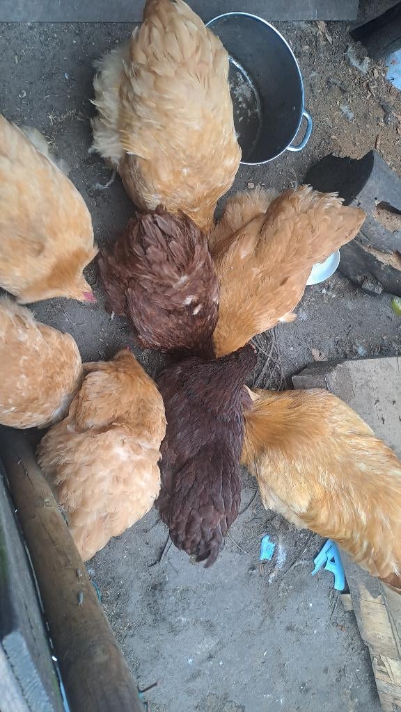 Orpington groot broedeieren buff en rood, Geslacht onbekend, Kip