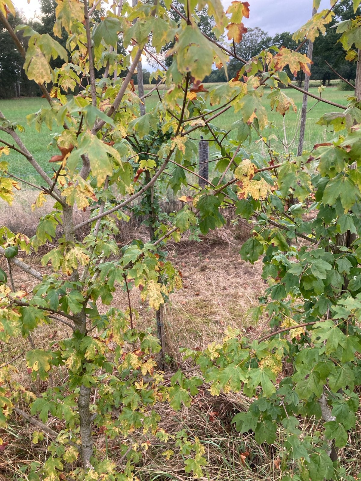 Biologische Veldesdoorn (Acer campestre) - Spaanse Aak, Tuin en Terras, Ophalen, Esdoorn, Haag, 100 tot 250 cm