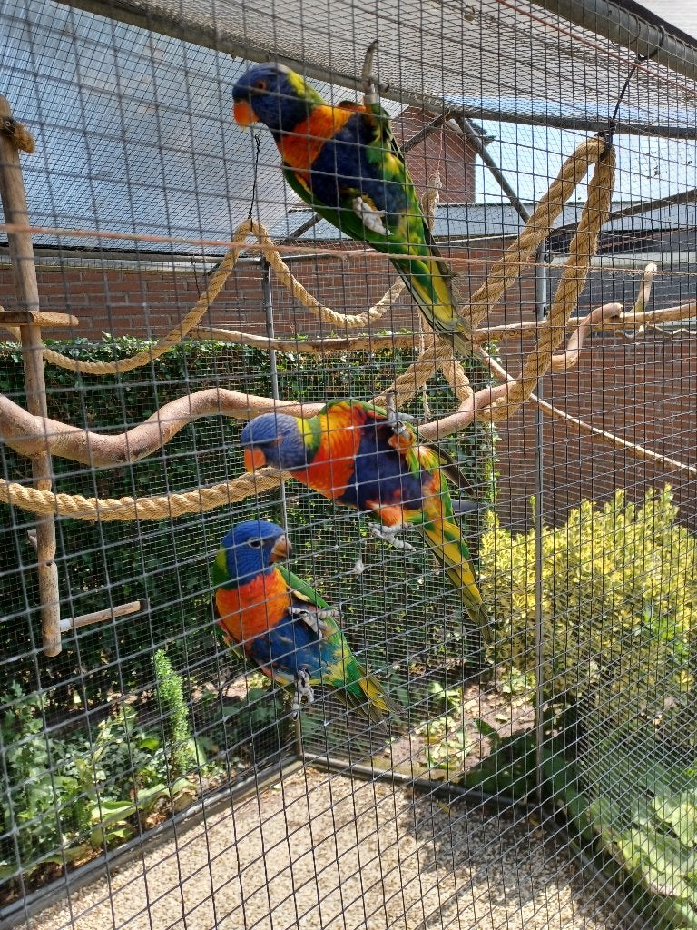 Te koop, Meerdere dieren, Papegaai, Geringd