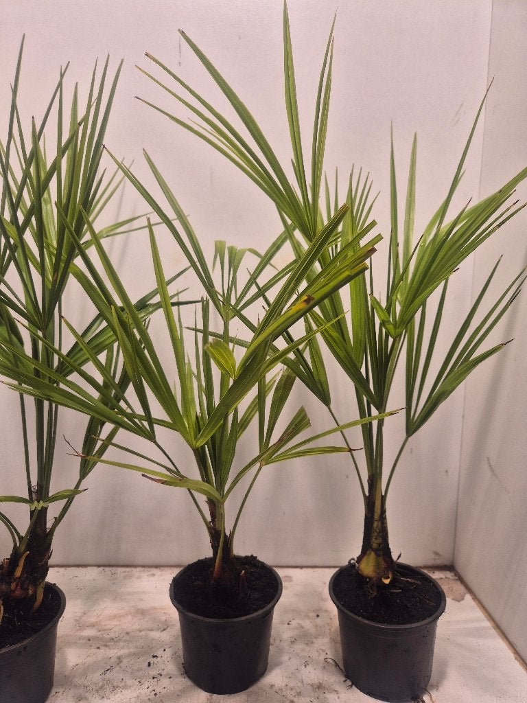 Trachycarpus Fortunei vanaf 5 euro, Volle zon, Vaste plant, Bloeit niet, Ophalen