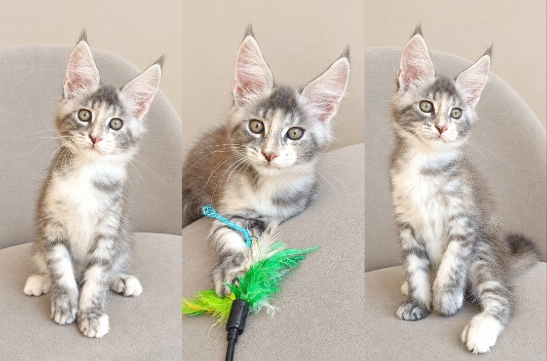 Lieve sociale Maine coons stamboom kittens beschikbaar, Meerdere dieren, Met stamboom