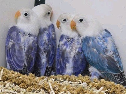 Agapornis fischeri opaline, Dieren en Toebehoren, Vogels | Parkieten en Papegaaien, Meerdere dieren, Dwergpapegaai of Agapornis