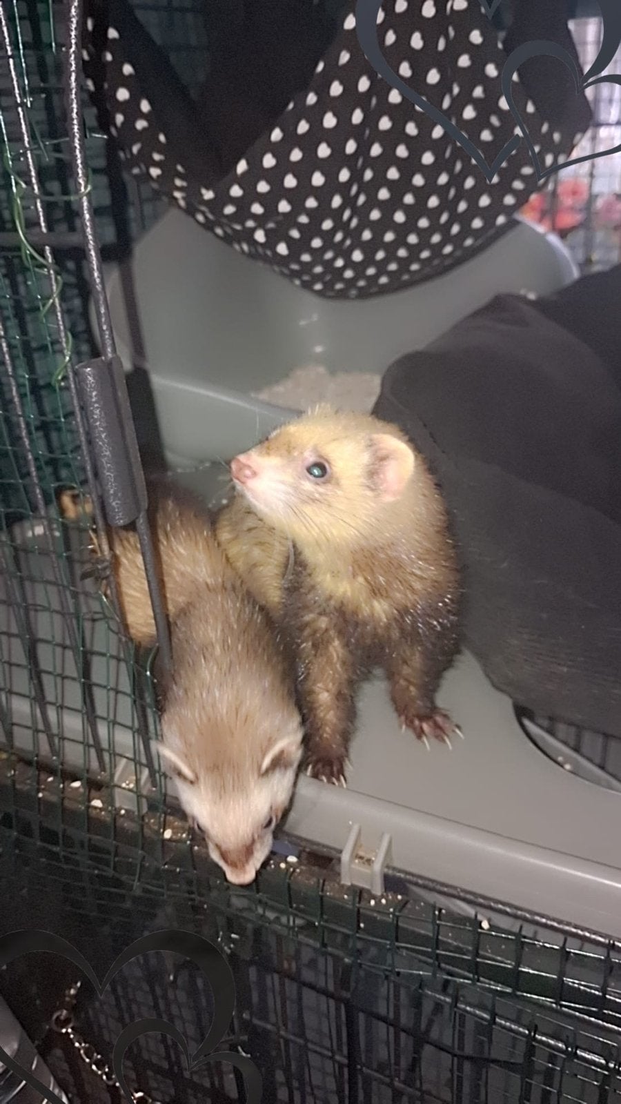 2 fretjes, Dieren en Toebehoren, Juni, Vrouwelijk