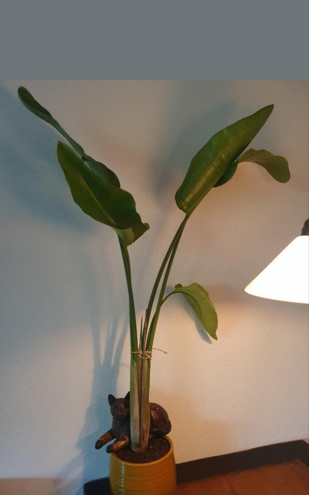 Strelitzia, hoogte 1.20 meter., Ophalen, Halfschaduw, Minder dan 100 cm