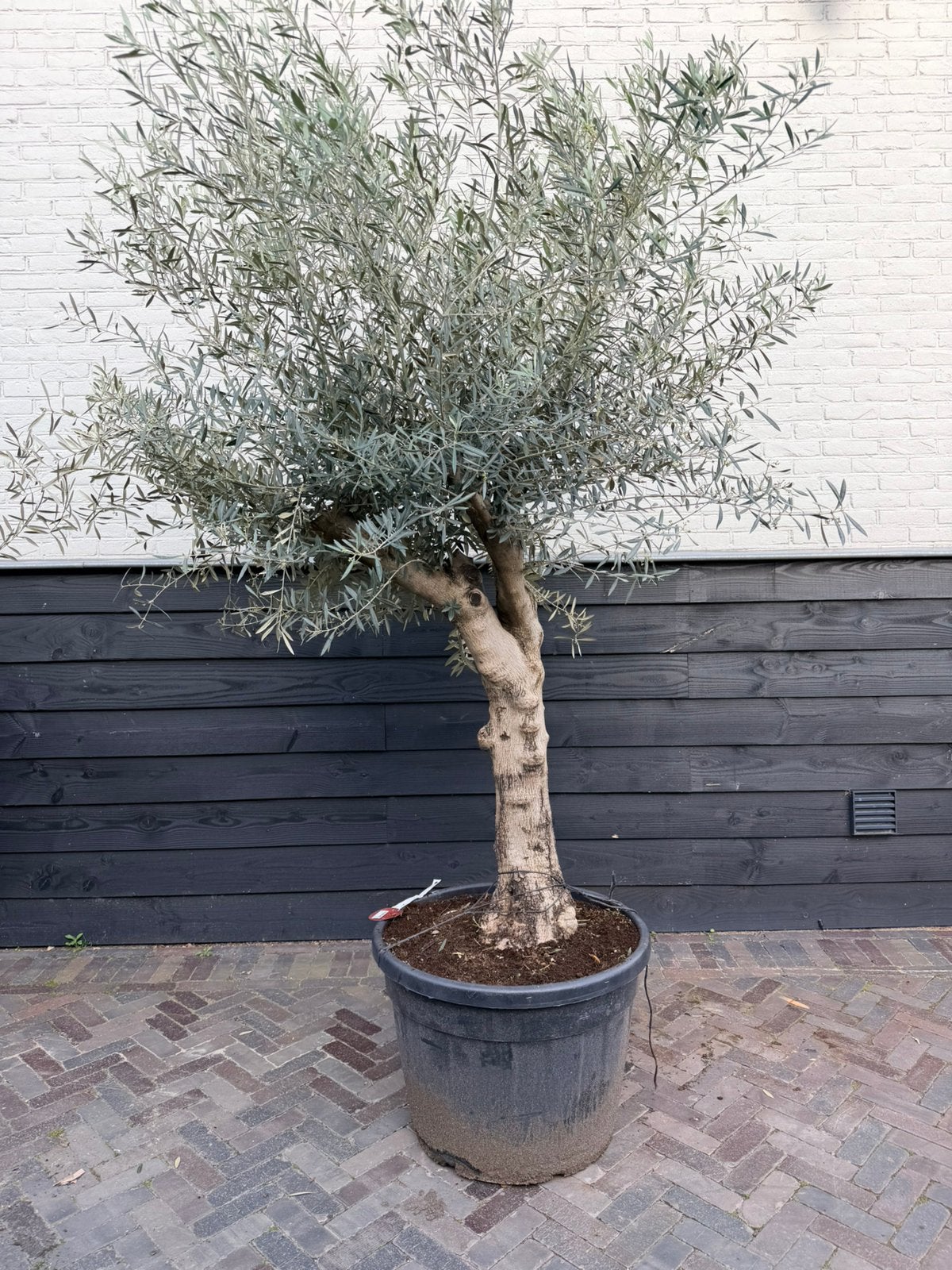 Mooie vertakte olijfboom, Tuin en Terras, Planten | Bomen, 100 tot 250 cm, Olijfboom, Zomer, Ophalen