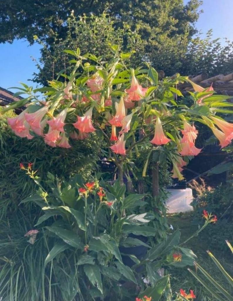 Brugmansia stekken diverse kleuren, Ophalen, Volle zon
