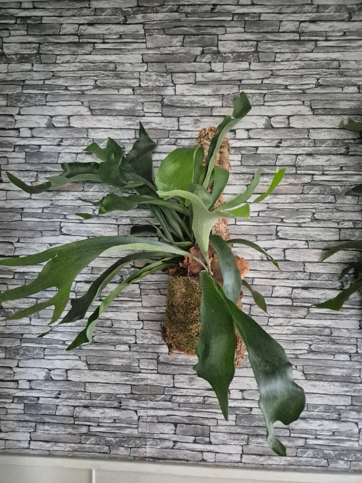 Hertshoorn op kurk XL, Overige soorten, Minder dan 100 cm, Groene kamerplant, Halfschaduw