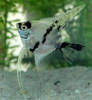 maanvis panda €7,50, Dieren en Toebehoren, Vissen | Aquariumvissen, Vis, Zoetwatervis