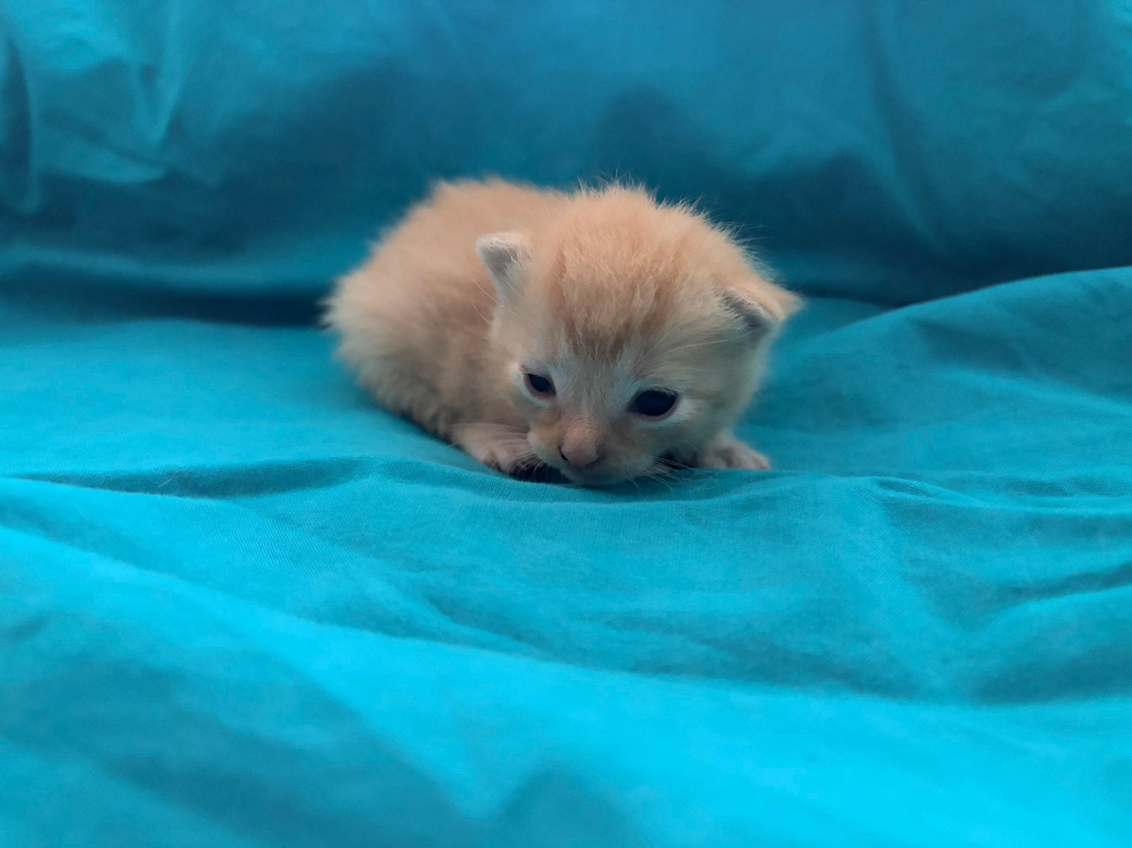 Kittens 25 augustus, Dieren en Toebehoren, Meerdere dieren, Kortharig, 0 tot 2 jaar