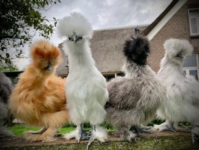Prachtige Zijdehoender USA hennen van 13 weken!, Dieren en Toebehoren, Pluimvee, Vrouwelijk, Kip