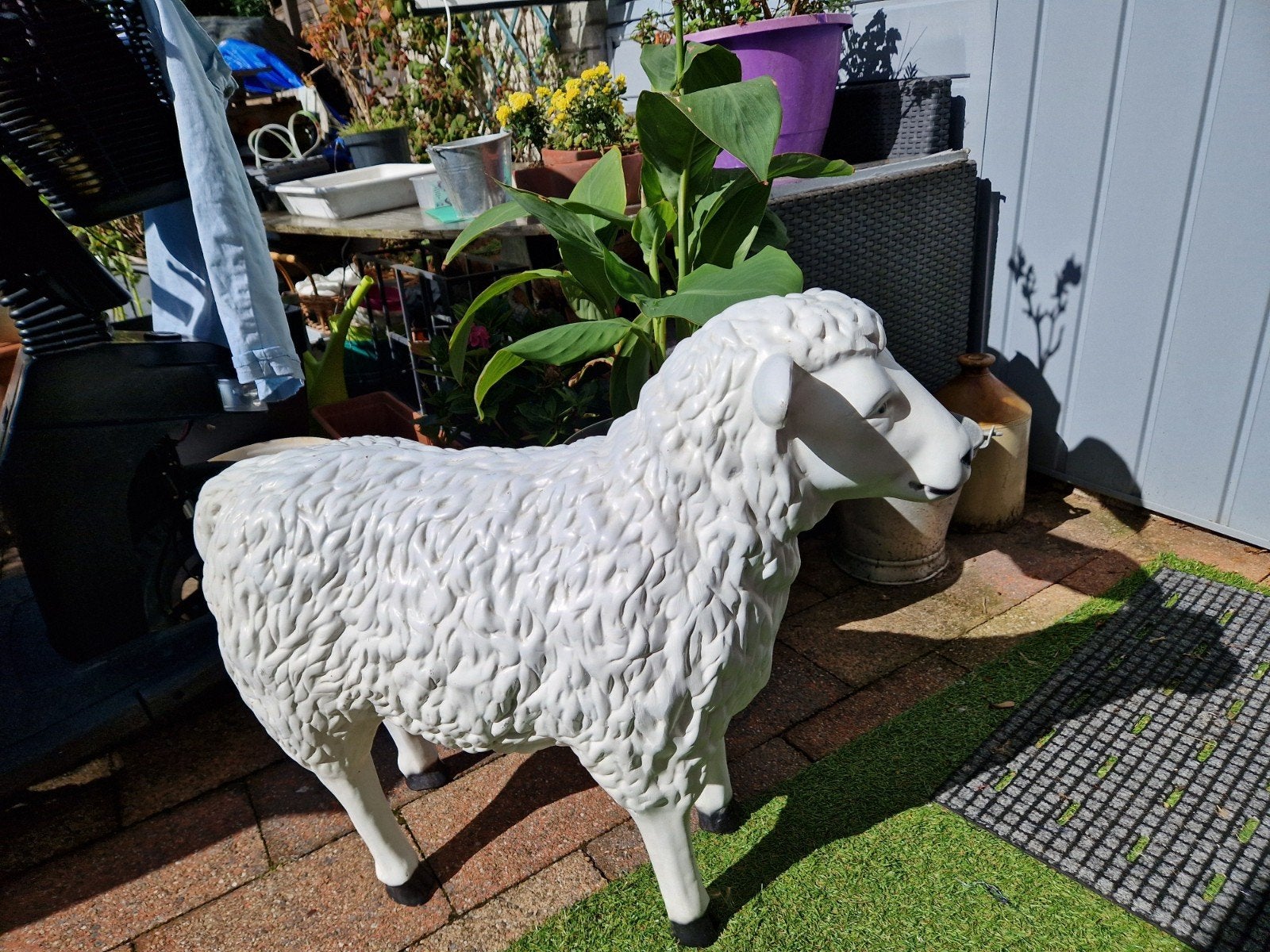 lief lammetje uit t weiland weg ivm verhuizing, Dieren en Toebehoren, Schapen, Geiten en Varkens, Geit, 0 tot 2 jaar