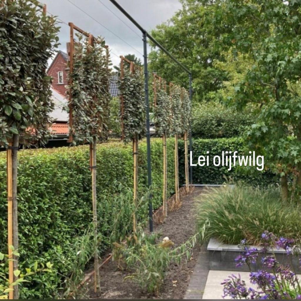 Leibomen lei linde laurier steeneik glansmispel olijfwilg, Tuin en Terras, Planten | Bomen, Ophalen of Verzenden, Halfschaduw