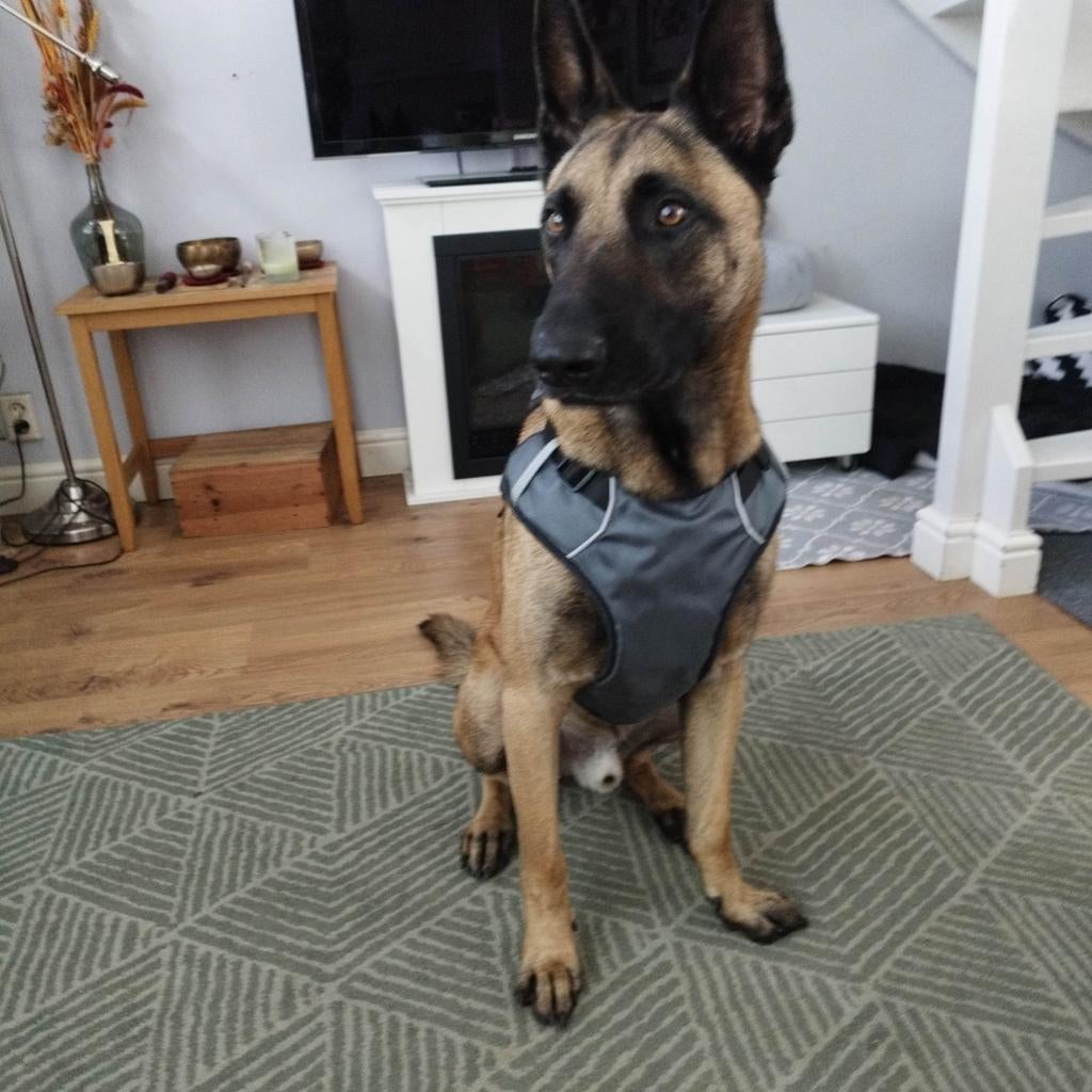 Dog harness size L, Ophalen