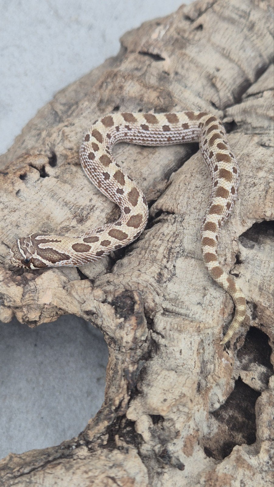 Haakneuslang 2026 het snow Hognose Snake photo 5