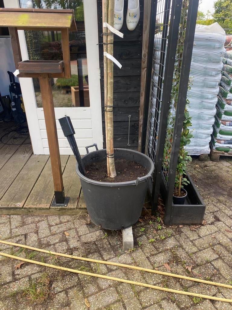 Elstar met groot lei scherm 180 stam rek 180 x 250 €225,00, Tuin en Terras, Planten | Bomen, Ophalen of Verzenden, Halfschaduw
