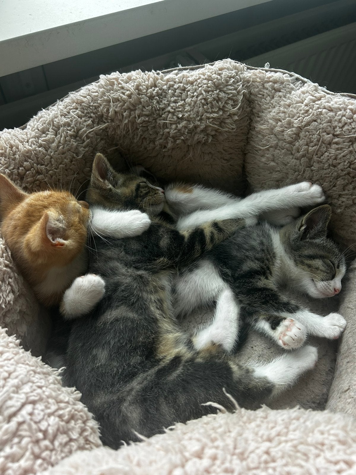3 lieve kittens zoeken huisje, Dieren en Toebehoren, Katten en Kittens | Overige Katten, Kater