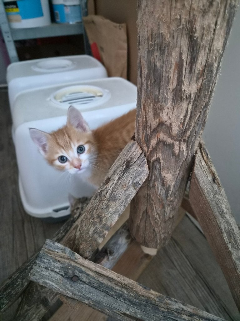 Kitten katertje lichtrood, Kater, Kortharig, 0 tot 2 jaar