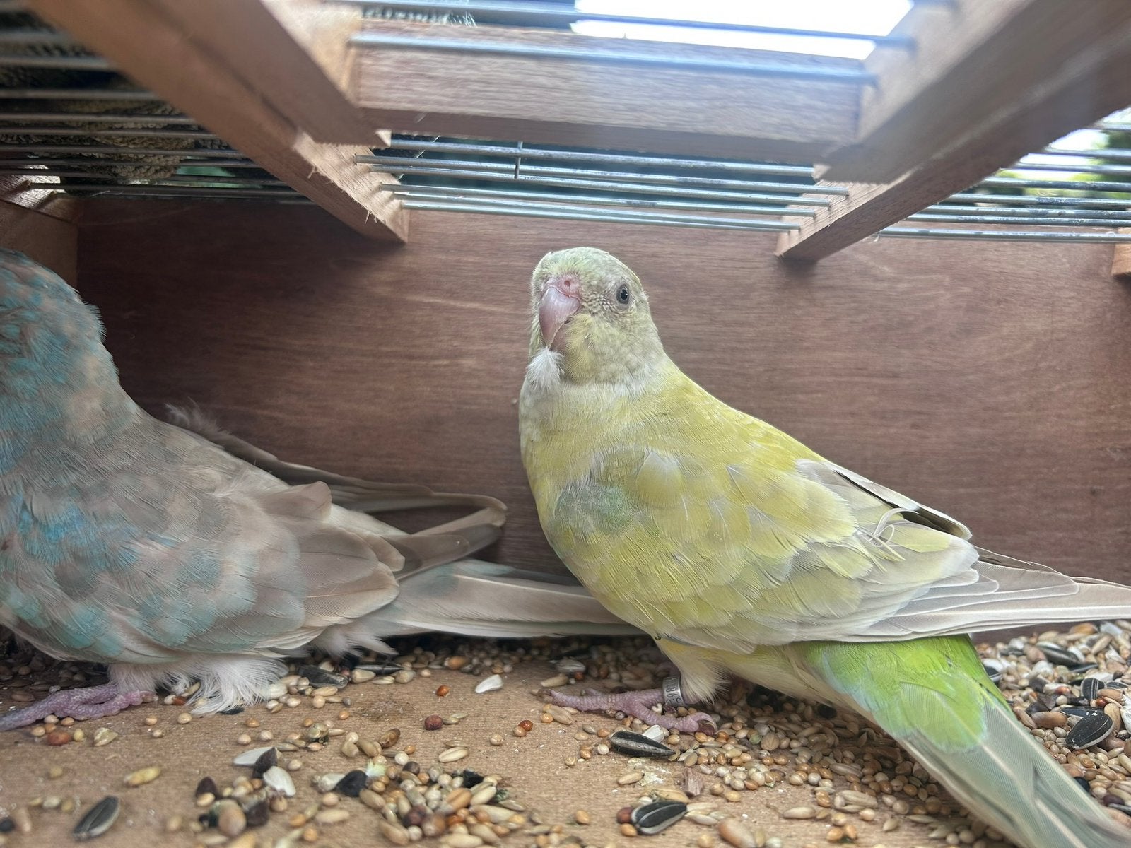 Roodruggen, Meerdere dieren, Geringd