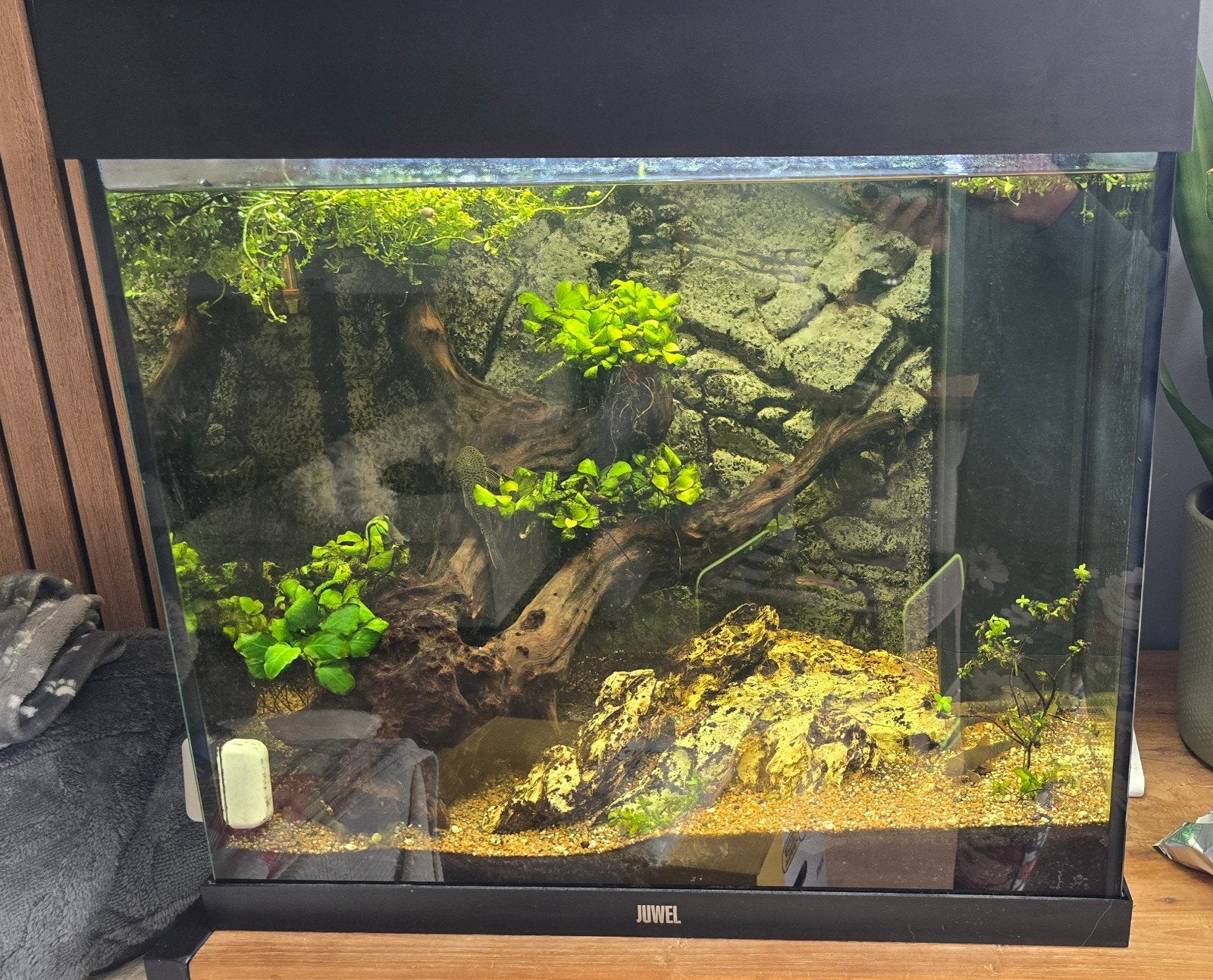 Compleet aquarium Juwel lido 120, Dieren en Toebehoren, Ophalen, Inclusief vissen, Juwel, Gevuld zoetwateraquarium