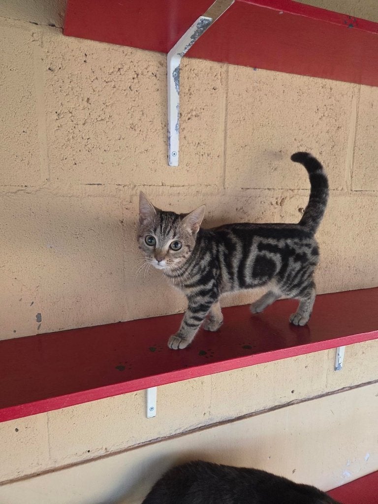 kittens bengaal kater, Meerdere dieren, Gechipt, 0 tot 2 jaar