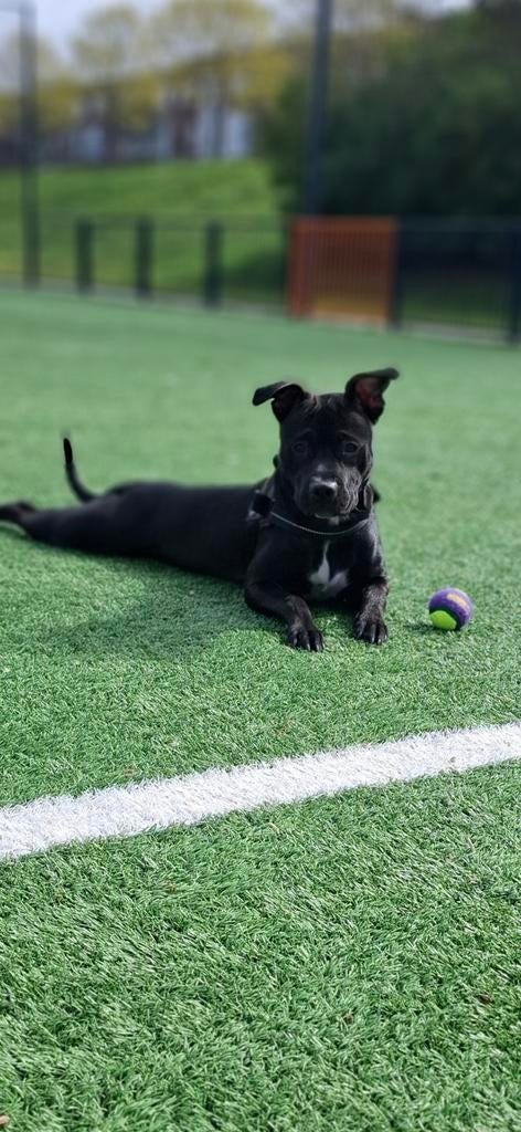 Amerikaanse pitbull terrier 8 maanden oud, Dieren en Toebehoren, Honden | Bulldogs, Pinschers en Molossers, 15 weken tot 1 jaar