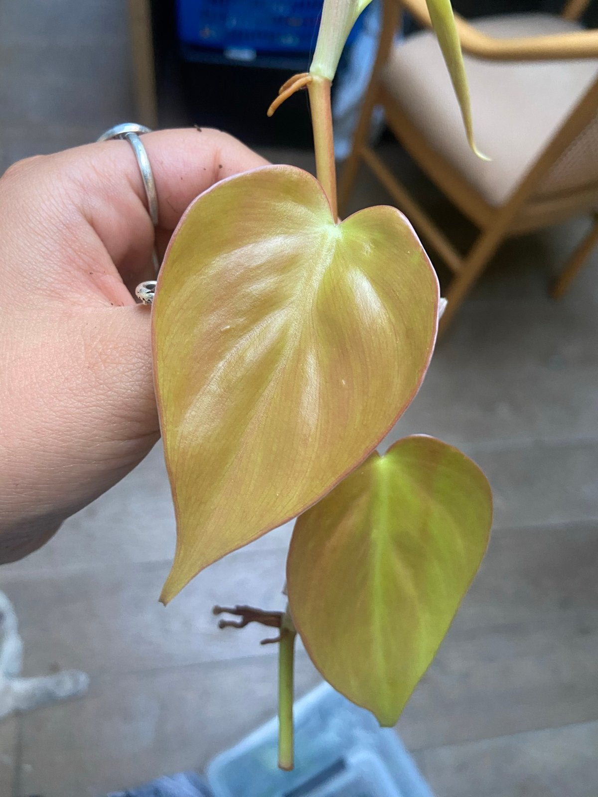 Kopstek Philodendron Lemon Lime - Geworteld, Ophalen of Verzenden