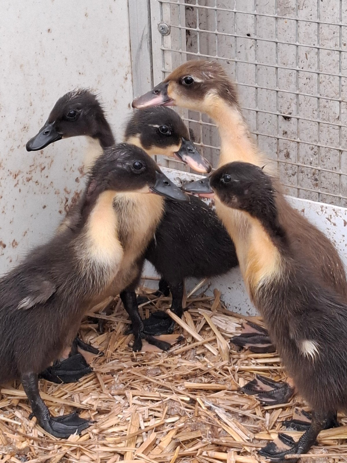 Loopeenden, Dieren en Toebehoren, Geslacht onbekend, Eend