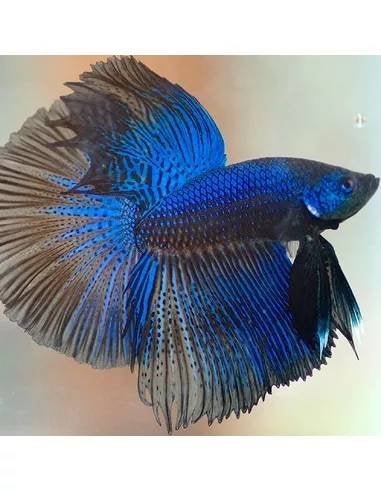 Betta Man - Koidream Valburg, Vis, Zoetwatervis