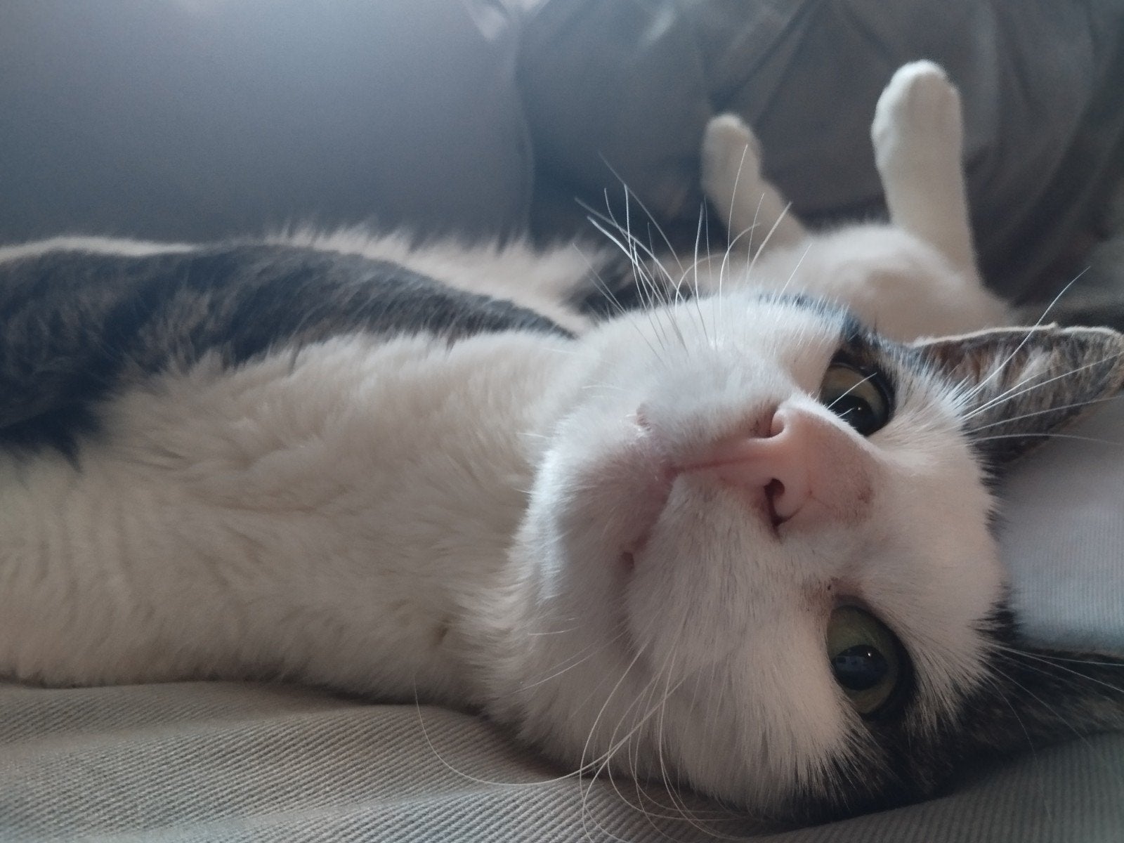 Loki zoekt een huis, Kater, Kortharig, 6 jaar of ouder
