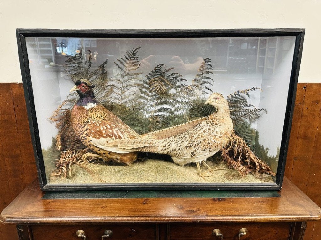 Antieke opgezette Fazanten in vitrine, Ophalen