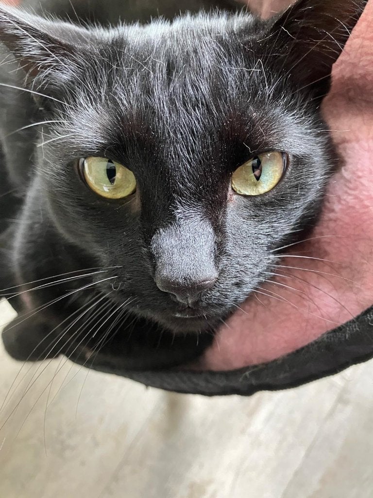 Gezocht met spoed: Gouden mandje voor Doerak. GRATIS!, Kater, Kortharig, 3 tot 5 jaar