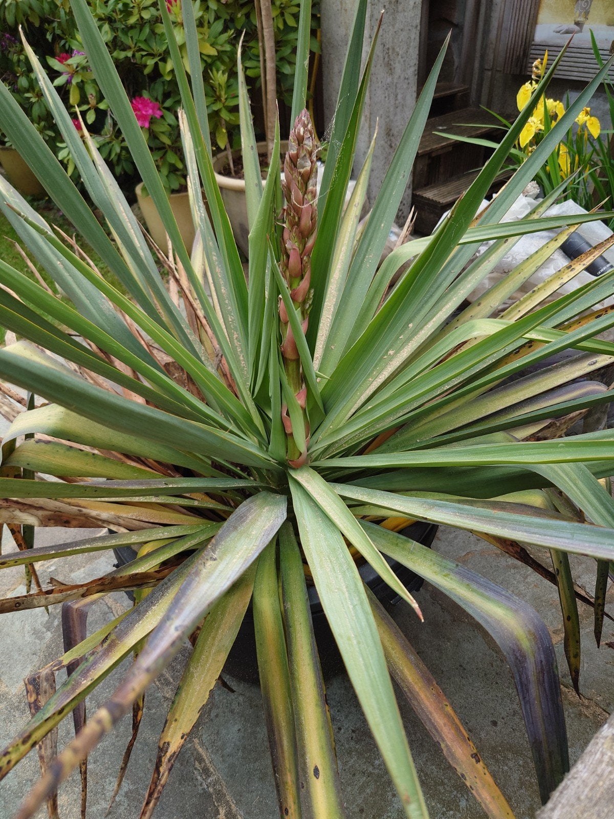 Winterharde Yucca stek, Tuin en Terras, Ophalen, Overige soorten, Volle zon