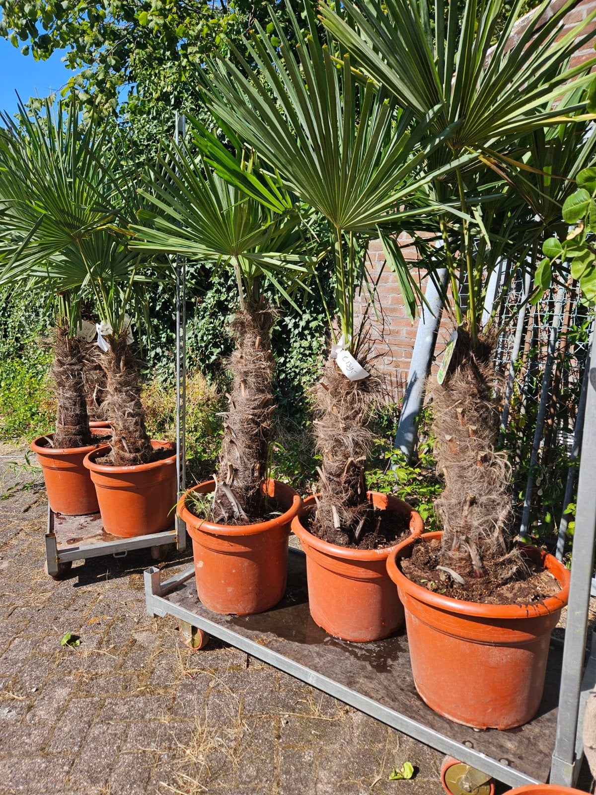 Palmbomen: Trachycarpus Fortunei en Wagnerianus, Volle zon, Ophalen of Verzenden, 100 tot 250 cm, Zomer