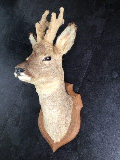 Mooi opgezette reebok, Verzamelen, Dierenverzamelingen, Ophalen of Verzenden, Zo goed als nieuw, Hert, Opgezet dier