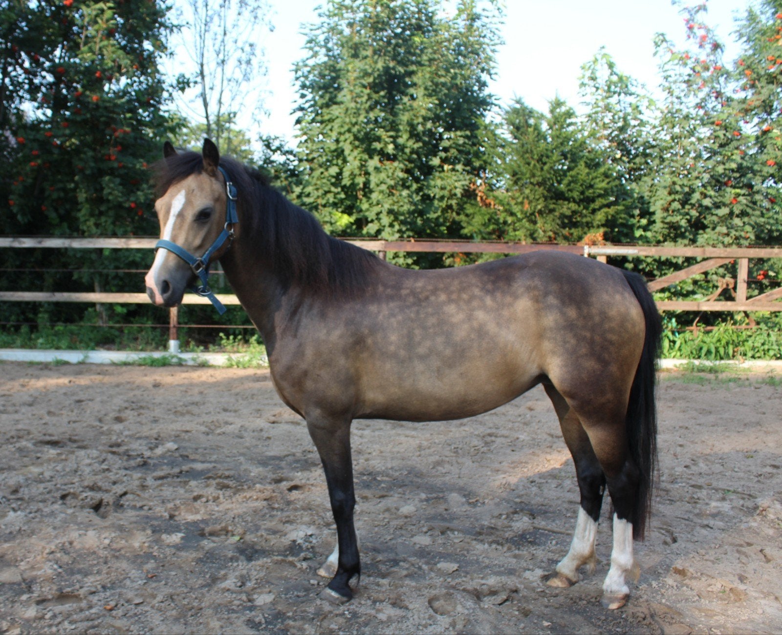 Mooie Welsh merrie B pony, Merrie, B pony (1.17m tot 1.27m), 3 tot 6 jaar